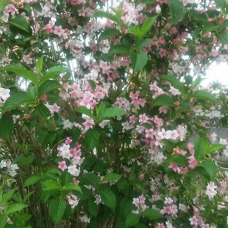 Rurales El Ferreiron *